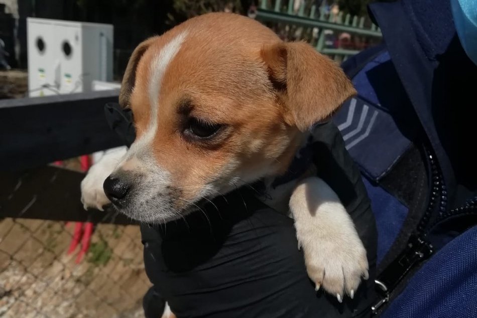 Ilustračný obrázok k článku SVET O SLOVENSKU: Aj Francúzi žiadajú zákon, že ZVIERA nie je VEC