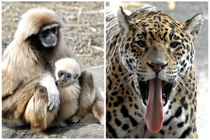 Ilustračný obrázok k článku Ohavný dôvod! V Zoo budú musieť začať zabíjať zvieratá