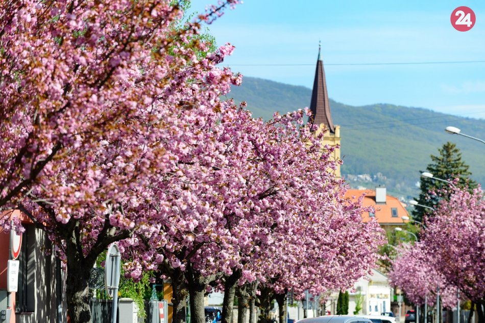 Ilustračný obrázok k článku Malý kúsok Japonska v Nitre: Najkrajšia ulica je opäť v plnom kvete, FOTO