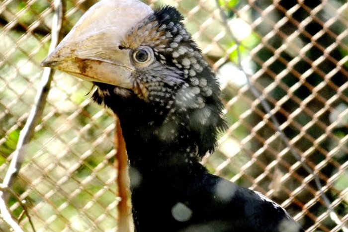 Ilustračný obrázok k článku Košická ZOO získala za odchov zobákorožca striebrolíceho ocenenie