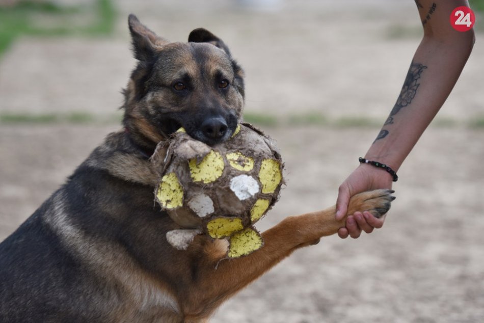 Ilustračný obrázok k článku Za týranie zvierat až 3 roky basy, navrhuje koalícia