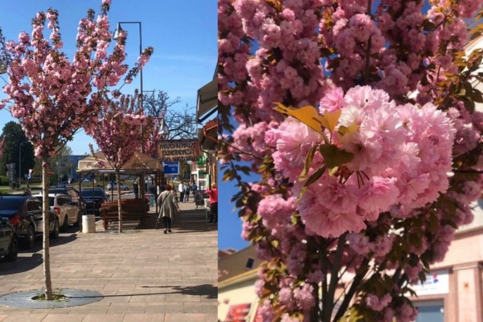 Ilustračný obrázok k článku Malý kúsok Japonska v Šali: Pešia zóna je opäť v plnom kvete, FOTO