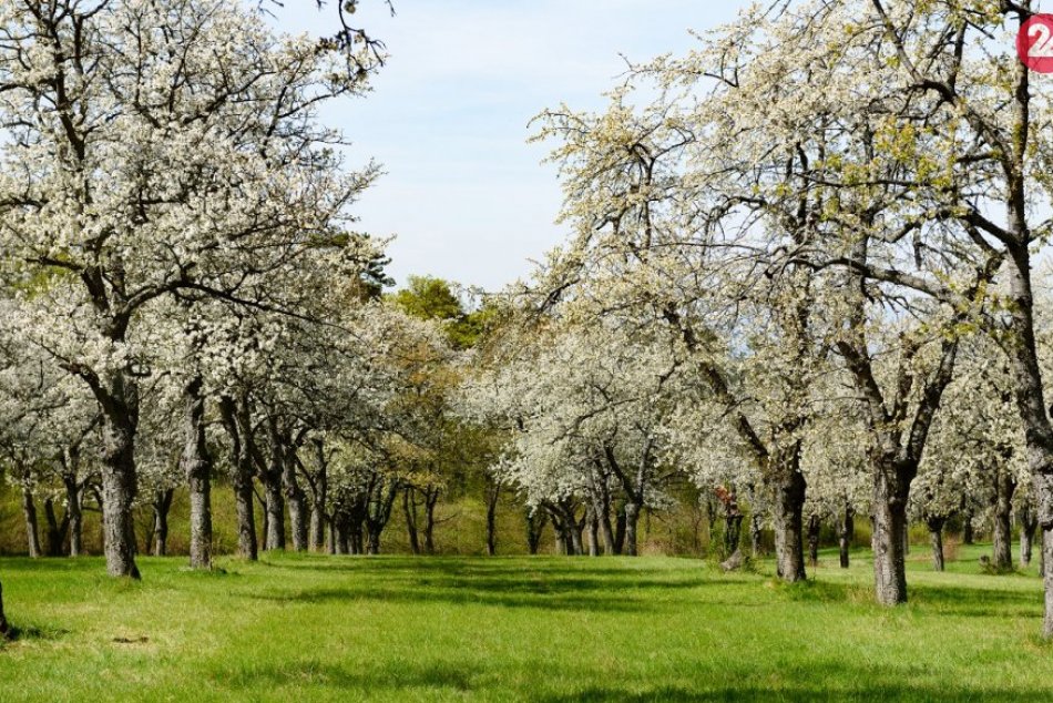Ilustračný obrázok k článku Ako v rozprávke: Neďaleko Topoľčian zakvitol vyše storočný sad, FOTO