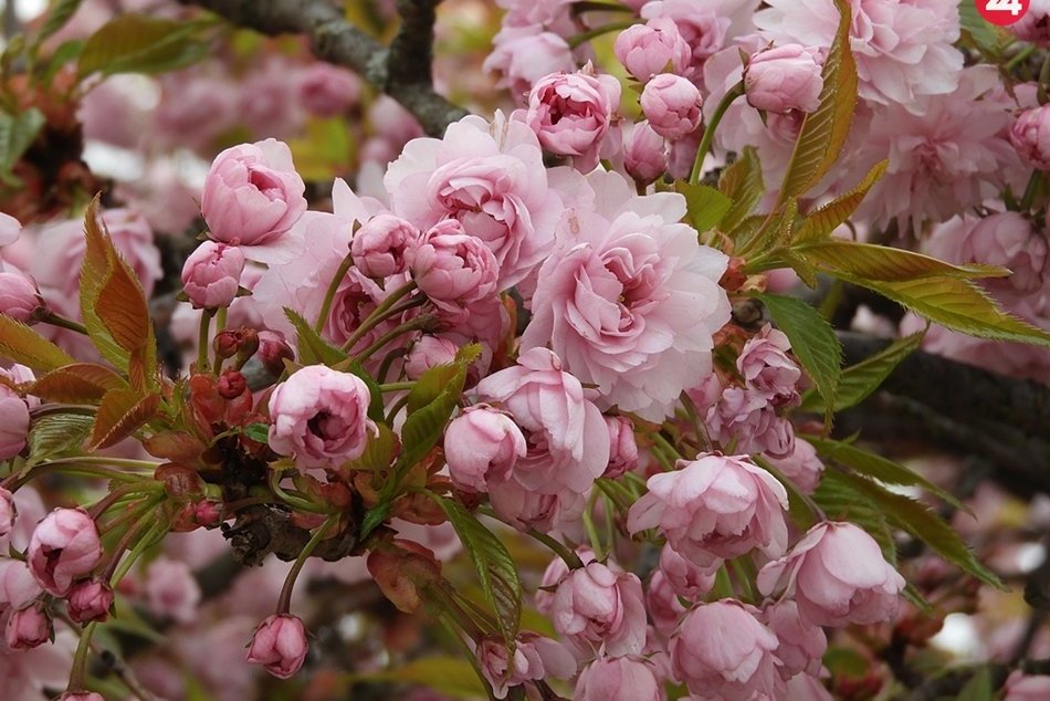 Ilustračný obrázok k článku Rozkvitnutá Rožňava: V meste to hýri pestrými farbami, FOTO