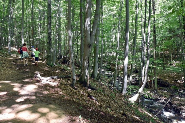 Ilustračný obrázok k článku Vo Vihorlatských vrchoch sa darí vodnárovi potočnému. Aj vďaka ochranárom