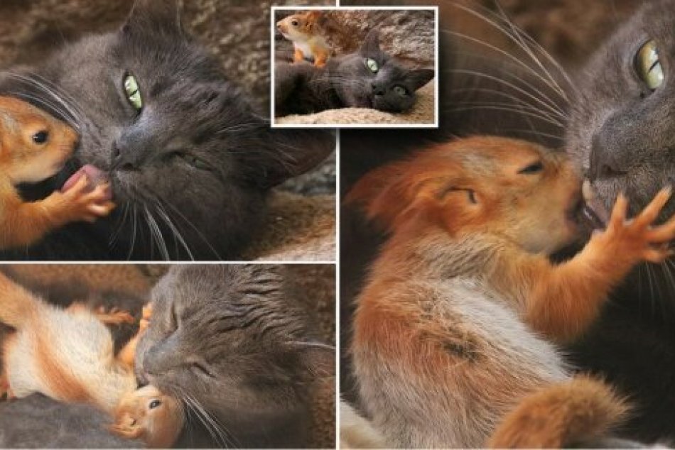 Ilustračný obrázok k článku Mačka sa ujala štyroch malých veveričiek, ktoré zavrhla vlastná matka. Dojímavé VIDEO