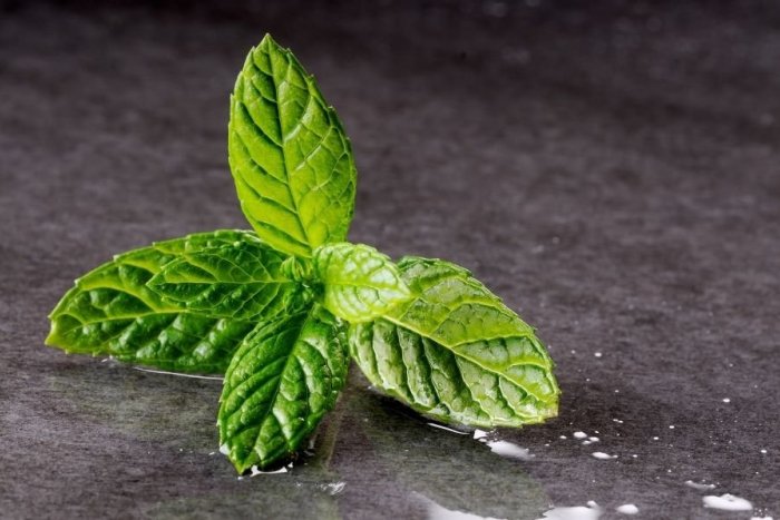 Ilustračný obrázok k článku Osviežujúci mentol – prečo ho Slováci milujú?