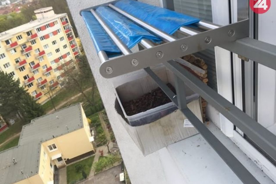 Ilustračný obrázok k článku Bystričanka Soňa má na okne podnájomníka: Usadil sa rovno v jej kvetináči, FOTO