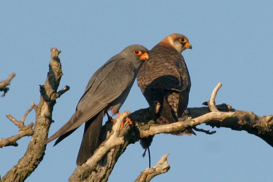 Ilustračný obrázok k článku Pre ignoranciu ľudí môže Slovensko prísť o vzácne druhy vtákov