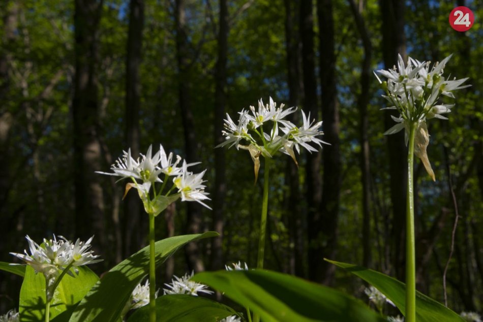 Ilustračný obrázok k článku Nádherná príroda na FOTKÁCH: Medvedí cesnak vytvoril vo Vihorlate biely koberec