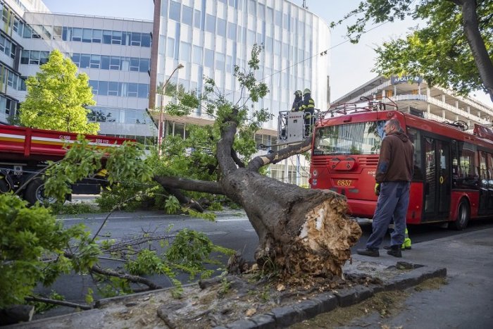 Ilustračný obrázok k článku Dramatické zábery: Strom spadol rovno na trolejbus + FOTO