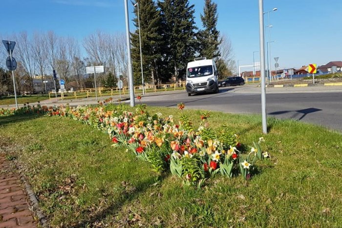 Ilustračný obrázok k článku V Mikuláši rozkvitli nové kvetinové záhony: Skrášlia tieto lokality