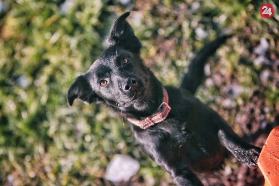 Ilustračný obrázok k článku Adeptka na nového člena rodiny? Kelly vám hneď zlomí srdce, VIDEO