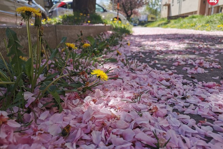 Ilustračný obrázok k článku Kedy a kam sa po chladnom týždni vráti teplé počasie? + PREDPOVEĎ