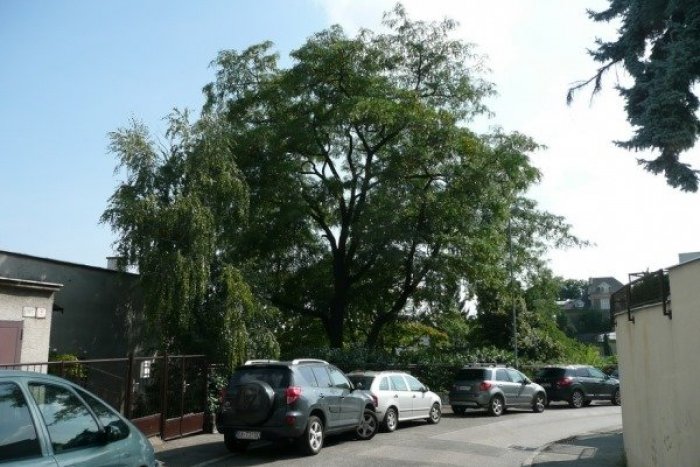 Ilustračný obrázok k článku Vzácnemu stromu v Starom Meste hrozil výrub. Tlak občanov však mal zmysel