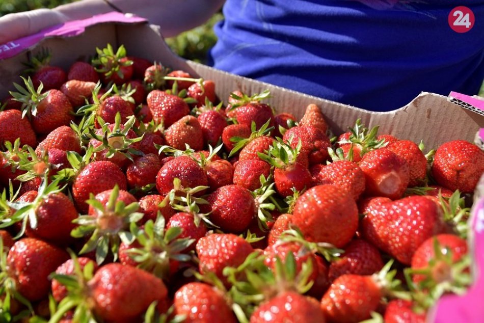 Ilustračný obrázok k článku SAMOZBER jahôd konečne odštartoval aj pri Bratislave! Kam sa môžete vybrať na sladké plody?