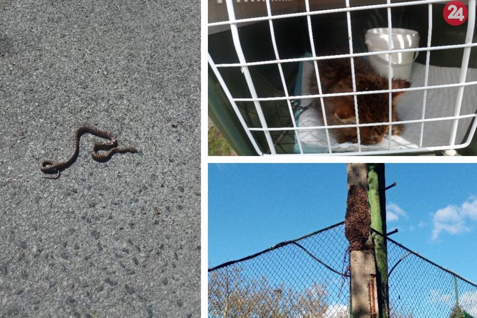 Ilustračný obrázok k článku Had v centre Bystrice aj zaseknuté mačiatko. Mestskí policajti riešili i kuriozity, FOTO