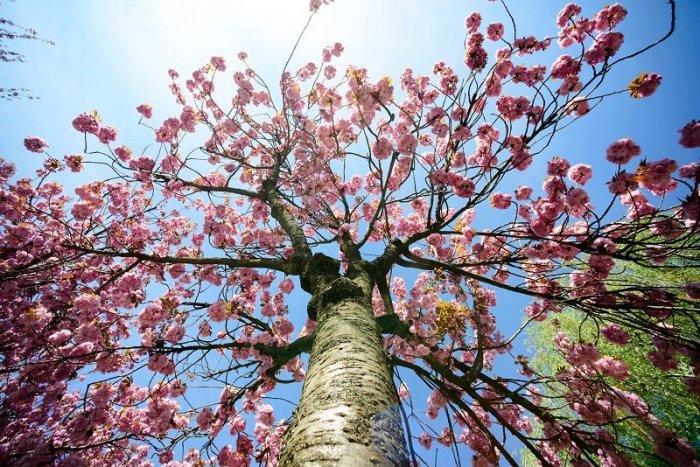 Ilustračný obrázok k článku Mesto ponúka stromy na adoptovanie: Zasadiť si ich môžete do vlastnej záhrady