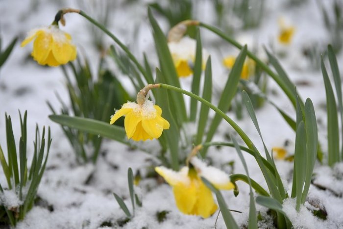 Ilustračný obrázok k článku Slnečné jarné POČASIE vystrieda teplotný ŠOK: Ochladiť sa môže o vyše 10 °C