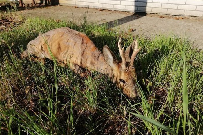 Ilustračný obrázok k článku Hasičov zaskočila nečakaná návšteva: Vysilený srnček hľadal pomoc priamo na ich stanici