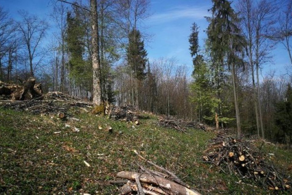 Ilustračný obrázok k článku V Mestských lesoch vysadili tisíce stromčekov, nasadili aj vianočné, FOTO