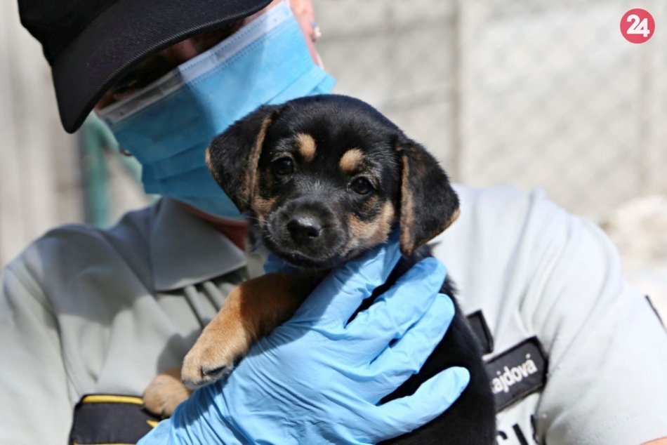 Ilustračný obrázok k článku Srdcervúce kňučanie: V skrinke nákupného centra objavili zamknuté šteniatko