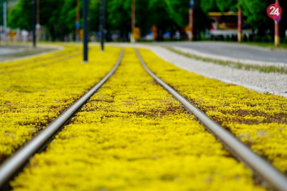 Ilustračný obrázok k článku Farebná nádhera poteší aj Dúbravčanov. Vyrastie pozdĺž električkovej trate