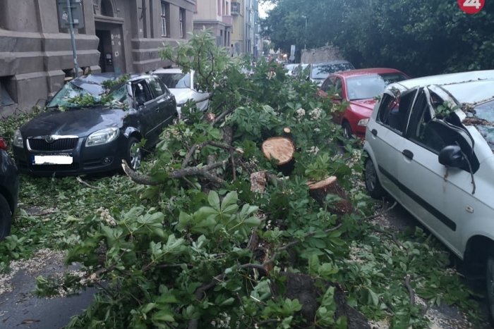 Ilustračný obrázok k článku V areáli základnej školy sa zrútil na pohľad zdravý strom. Dá sa predísť nebezpečenstvu?