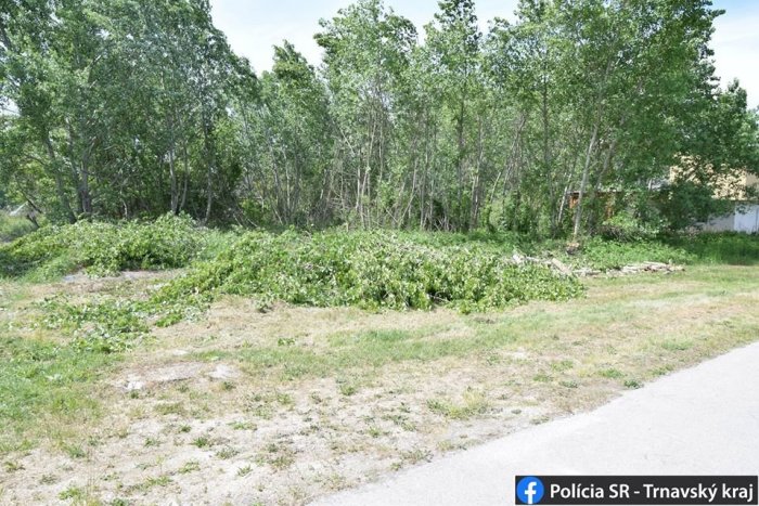 Ilustračný obrázok k článku Otrasné! Vo Vojke vyrúbali vzácne stromy. Nelegálne
