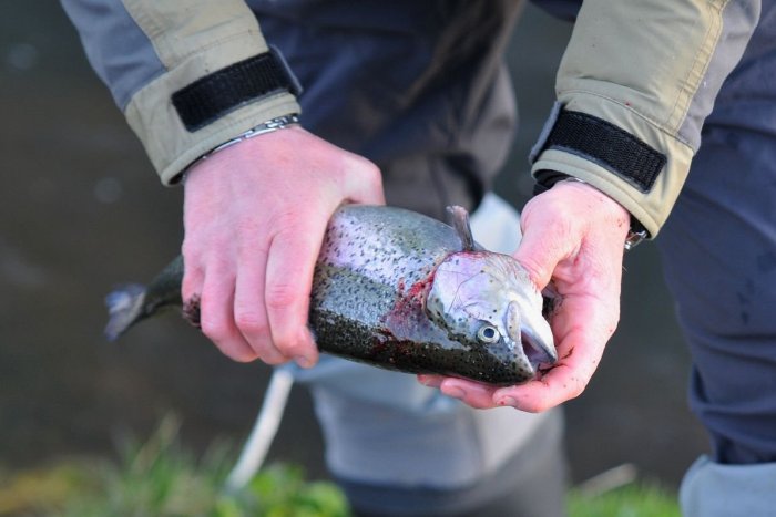 Ilustračný obrázok k článku Na ryby bez povolenia: Pytliakov chytili priamo pri čine