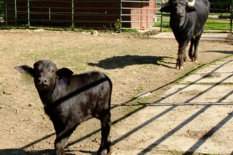 Ilustračný obrázok k článku Veľká radosť v košickej zoo. Narodilo sa prvé teliatko vodného byvola, FOTO