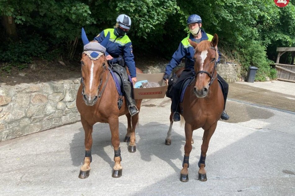 Ilustračný obrázok k článku Neskutočné, akí sú niektorí ľudia krutí! Krehké stvorenia našli policajti v krabici pri lese