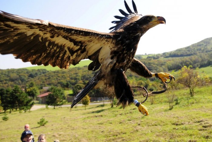 Ilustračný obrázok k článku Vzácny obyvateľ Ponitria: Rodinu si tu založil náš najväčší hniezdiaci dravec