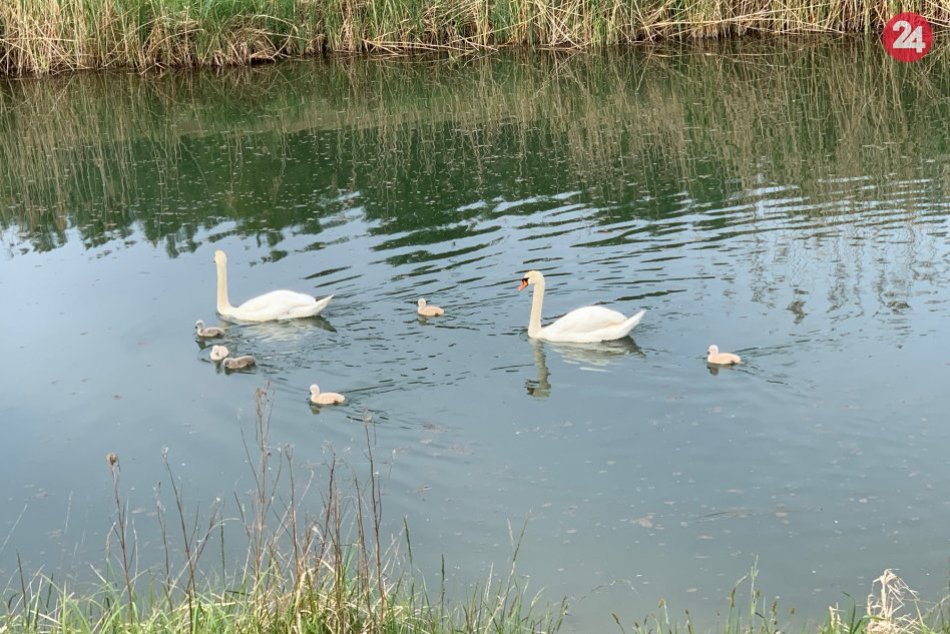 Ilustračný obrázok k článku FOTO: Labutia rodinka sa rozrástla. TOTO však môže nežné mláďatká zabiť!