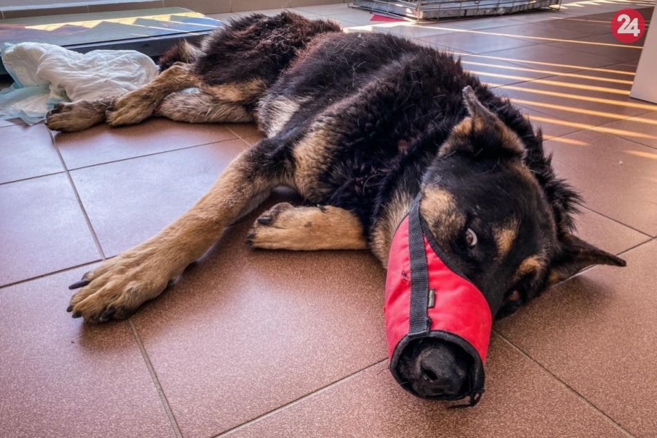 Ilustračný obrázok k článku Ohavný prípad z rómskej osady: Dvoch psov týrali obzvlášť krutým spôsobom