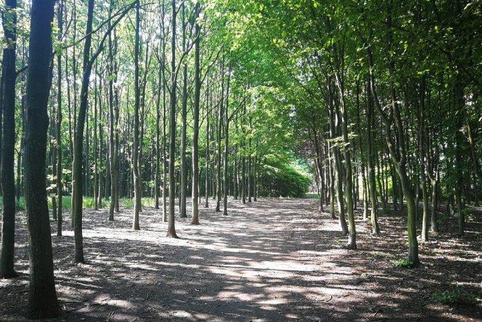 Ilustračný obrázok k článku Partia Trnavčanov čistila mesto aj počas koronakrízy. Môžete sa k nim pridať