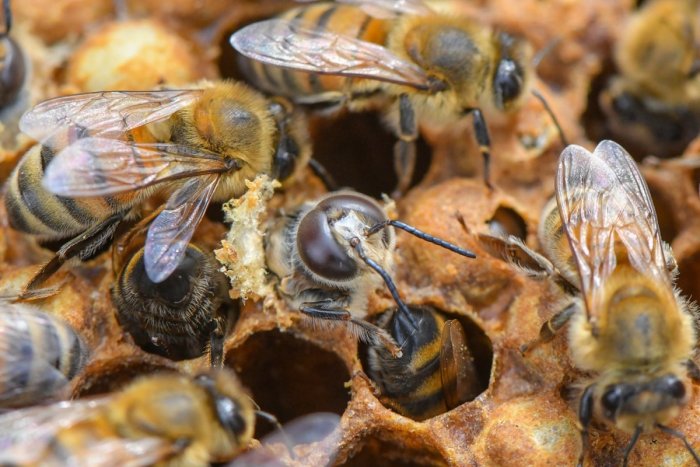 Ilustračný obrázok k článku Vedeli ste? Včelám môžete pomôcť jednoduchou vecou pri vysádzaní rastlín