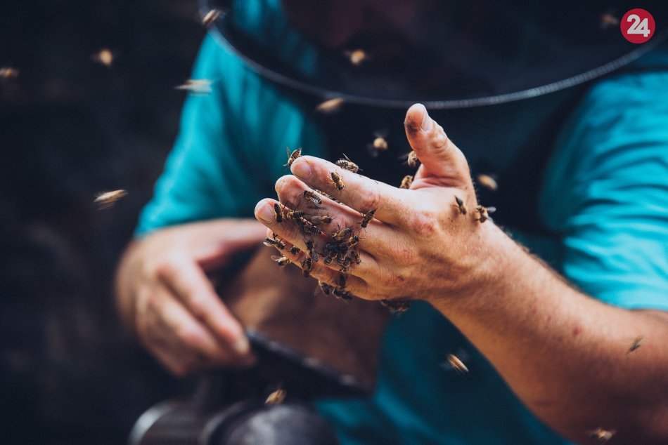 Ilustračný obrázok k článku Tatranskí lesníci začali s vlastným chovom včiel: Tu sa však ich plány nekončia