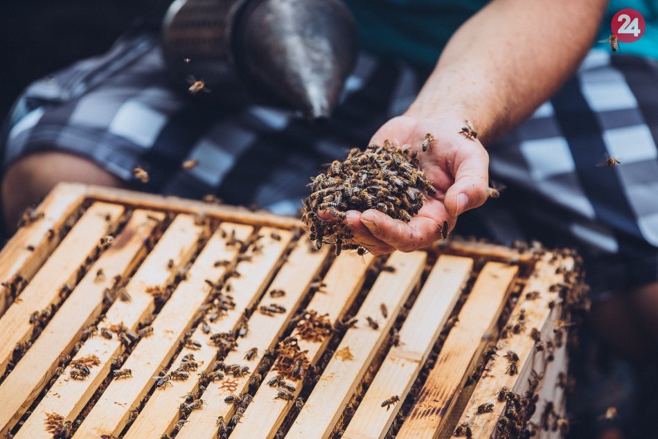 Ilustračný obrázok k článku Na Prešovskej univerzite zriadili úplne nový predmet: Prihlásiť sa dá na včelárstvo