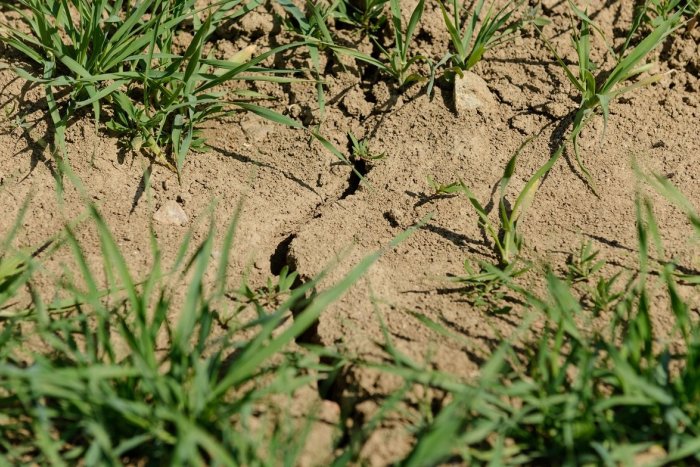 Ilustračný obrázok k článku Sucho v okolí Považskej Bystrice: Hrozia viaceré problémy