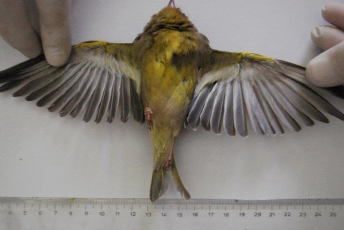 Ilustračný obrázok k článku Hromadný úhyn spevavých stehlíkov! Je za tým nedbanlivosť či úmysel?