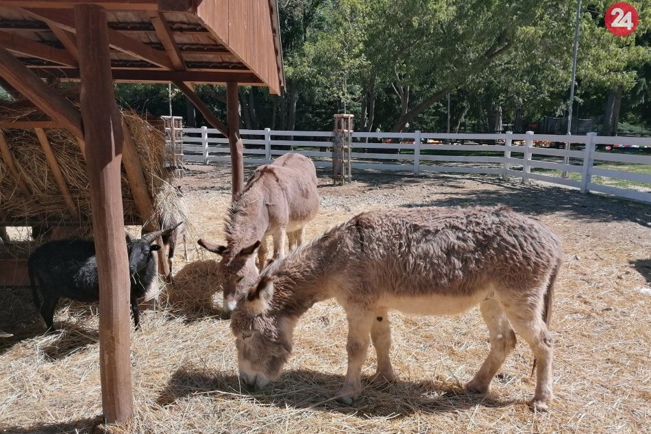 Ilustračný obrázok k článku Rozkošný prírastok v parku na Sihoti: Somárika dostalo mesto darom