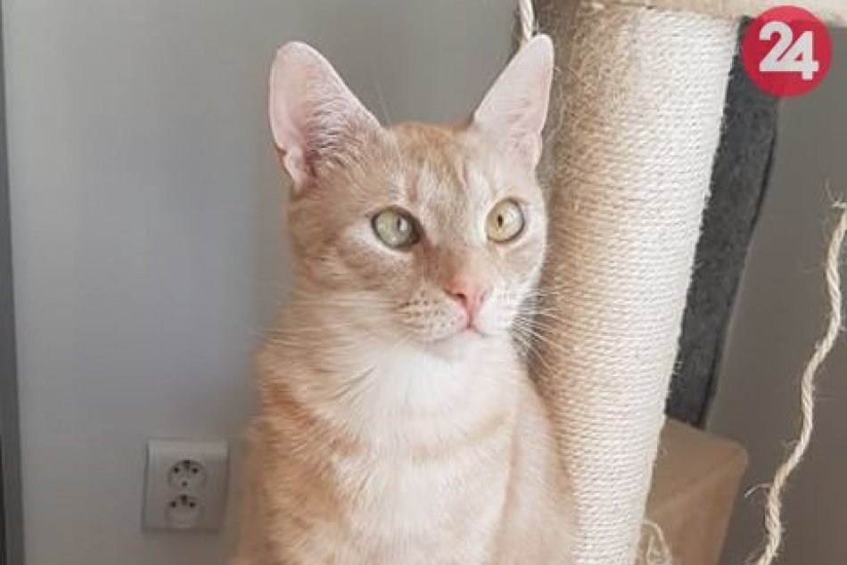 Ilustračný obrázok k článku V Bystrici sa stratil kocúrik: Majiteľka prosí o pomoc, takto ho spoznáte, FOTO