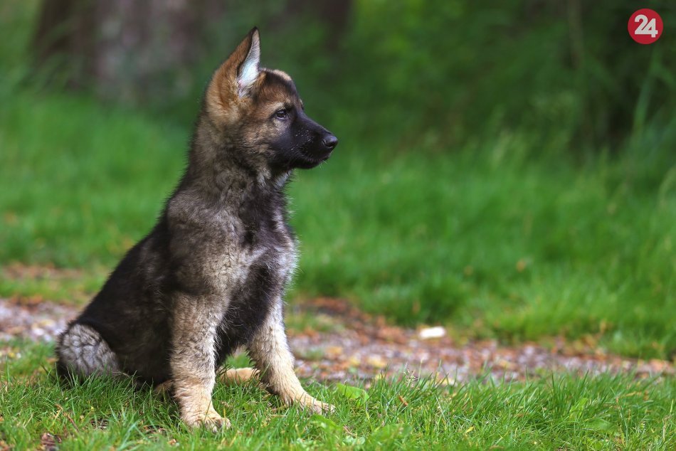 Ilustračný obrázok k článku Policajti predstavili rozkošnú posilu: Xaro je budúci postrach kriminálnikov, FOTO