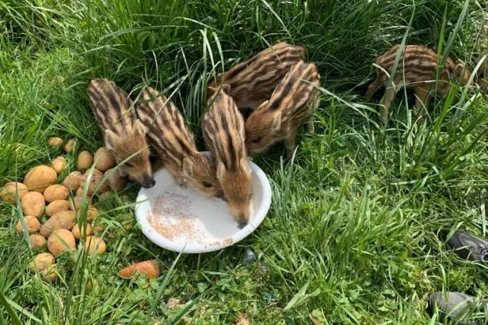 Ilustračný obrázok k článku Africký mor ošípaných v Bratislavskom lesoparku? Ľudia sa boja