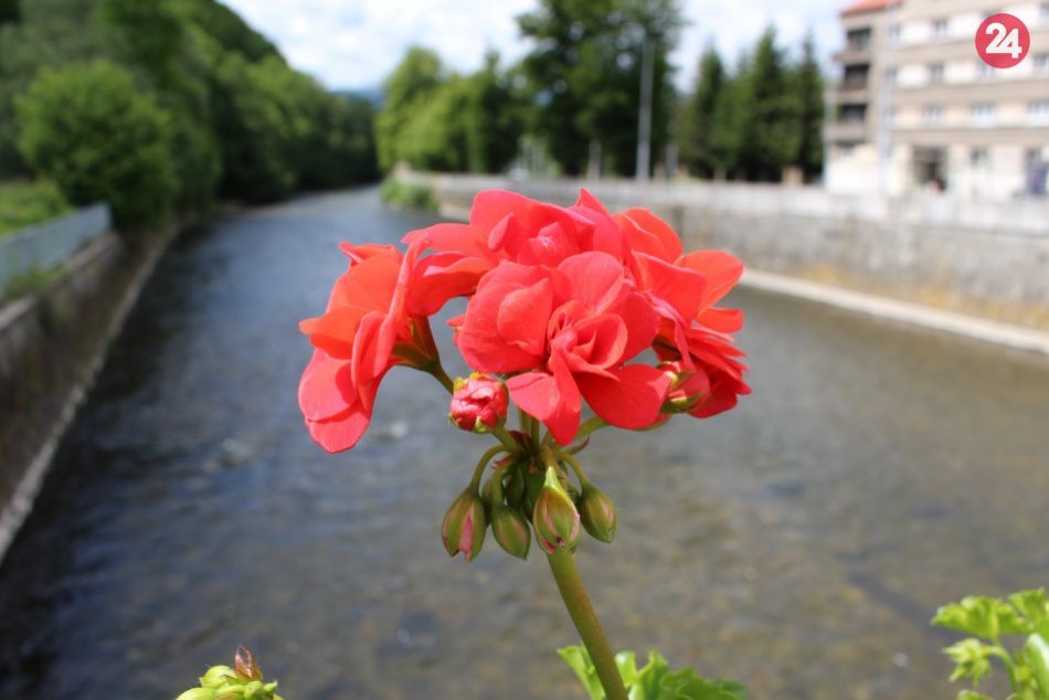 Ilustračný obrázok k článku Všimli ste si, ako bystrické mosty opekneli? Hýria farbami kvetov, FOTO