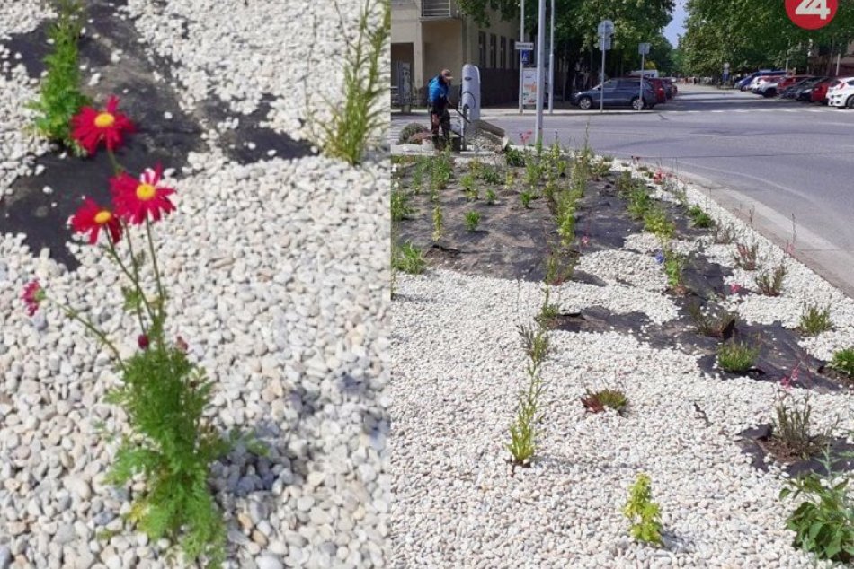 Ilustračný obrázok k článku Centrum mesta bude opäť o čosi krajšie: Pri kostole vzniká nový záhon, FOTO