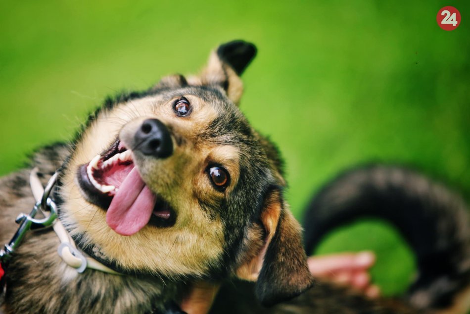 Ilustračný obrázok k článku Nefalšovaná radosť na FOTKÁCH: Útulkáč Olaf vyzerá, akoby sa stále usmieval