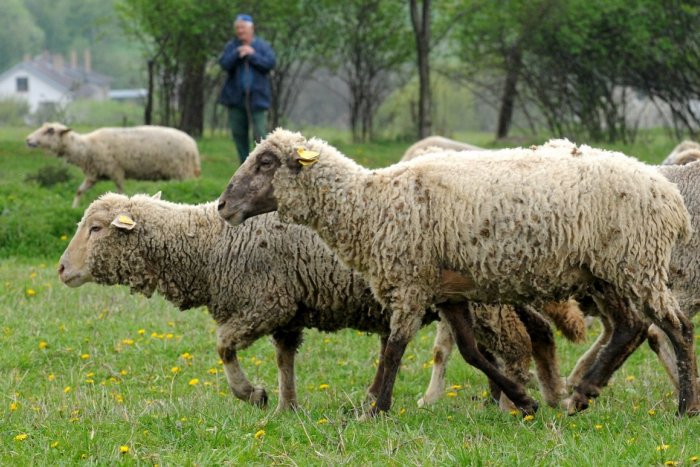 Ilustračný obrázok k článku Problémy na východe Slovenska: Nemá kto pásť, dojiť, ľudia radšej poberajú dávky