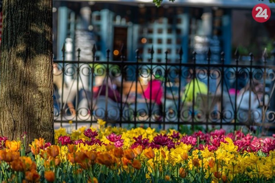 Ilustračný obrázok k článku V OBRAZOCH: Mesto rozkvitlo